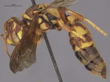 Media type: image;   Entomology 13769 Aspect: habitus lateral view